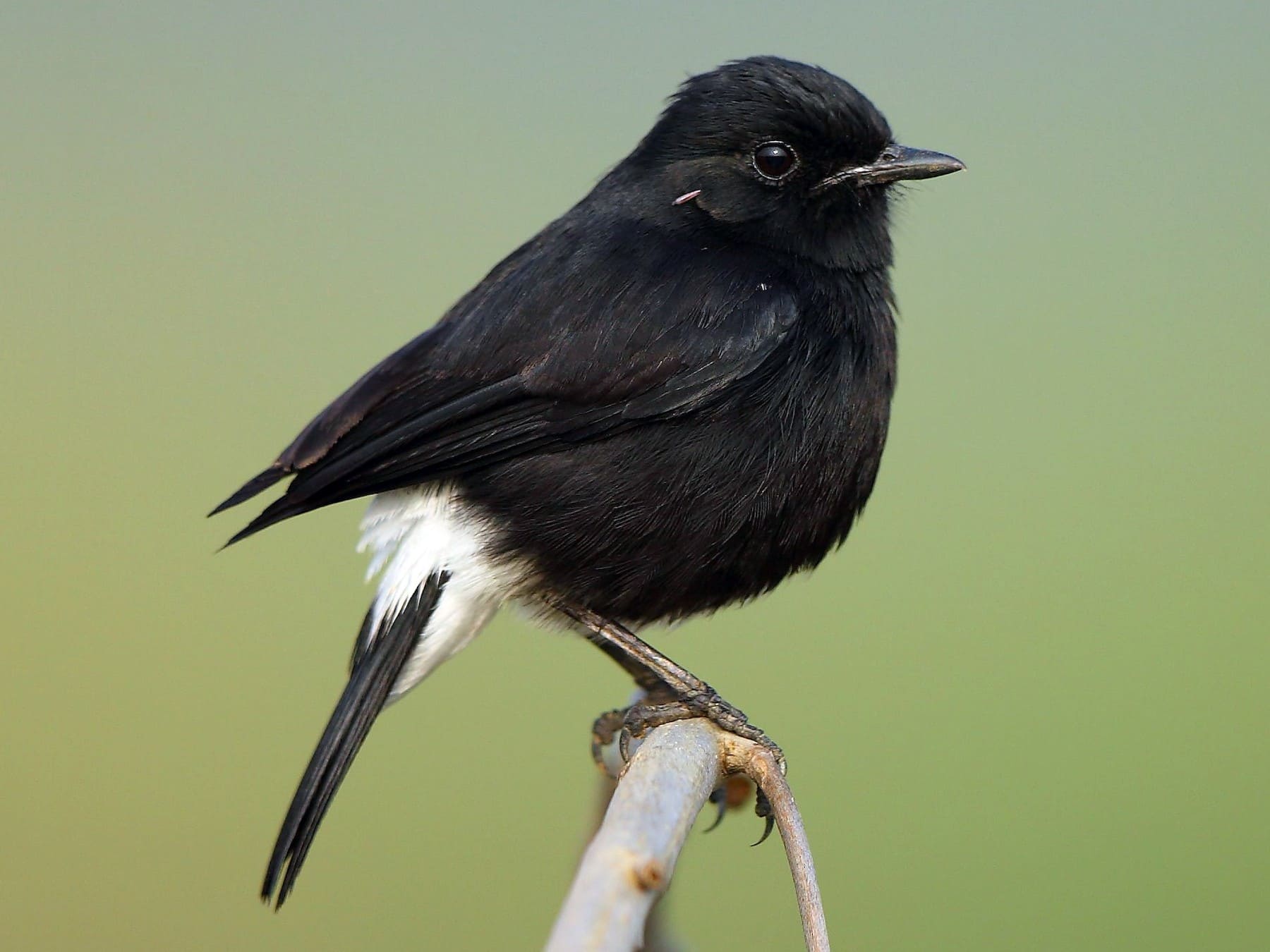 Pied Bushchat